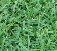 Palmetto St Augustine Grass Picture
