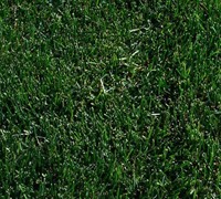 Thermal Blue Bluegrass Picture