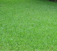 TiflBlair Centipede Grass  Picture