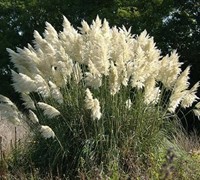 Pampas Grass Picture