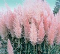 Pink Pampas Grass Picture