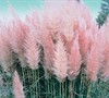 Pink Pampas Grass