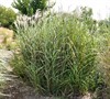 Porcupine Grass