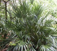 Needle Palm Picture