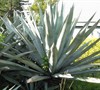 American Century Plant