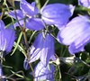 Bavarian Dwarf Bellflower