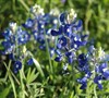 Bluebonnet  (Texas State Flower)