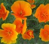 California Poppy (California State Flower)