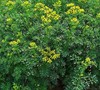 Common Rue