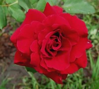 Don Juan Climbing Rose Picture