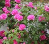 Pink Don Juan Climbing Rose