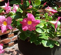 Dipladenia Rosea Picture