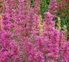 Agastache 'Summer Love'