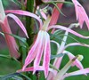 Compliment Deep Pink Cardinal Flower