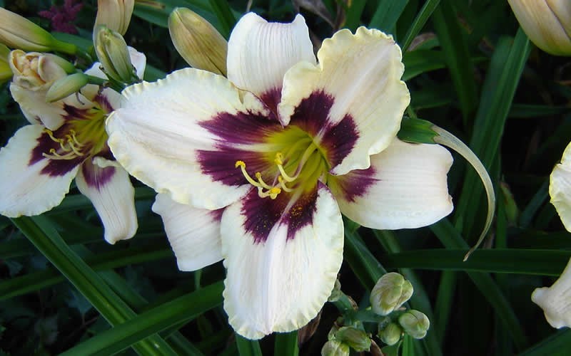 Moonlit Masquerade Daylily Picture