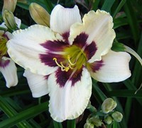 Moonlit Masquerade Daylily Picture