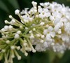 White Eyes Butterfly Bush