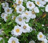 Cherokee Rose (Georgia State Flower)