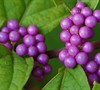 Early Amethyst Beautyberry