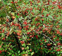 Franchetii Cotoneaster Picture