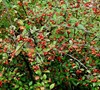Franchetii Cotoneaster