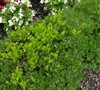Grace Hendrick Phillips Boxwood