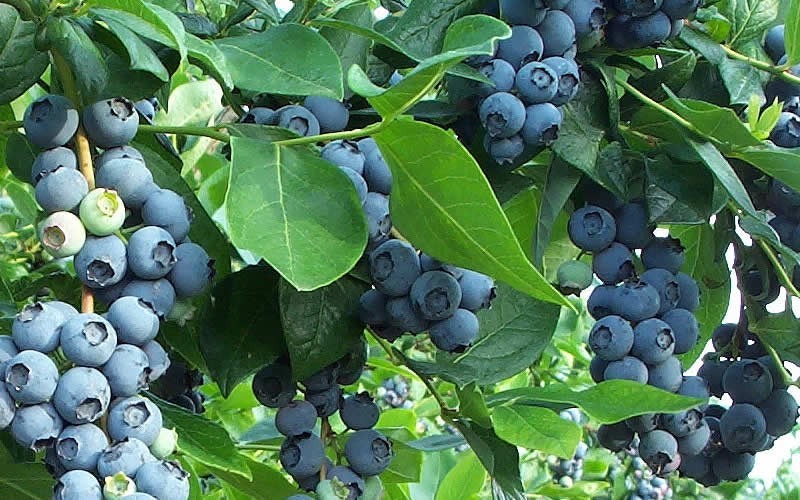 Premier Blueberry Bush Picture