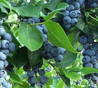 Premier Blueberry Bush Picture