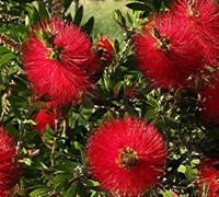 Scarlet Compacta Bottlebrush Picture