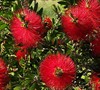 Scarlet Compacta Bottlebrush