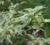 Butterfly Japanese Maple Picture