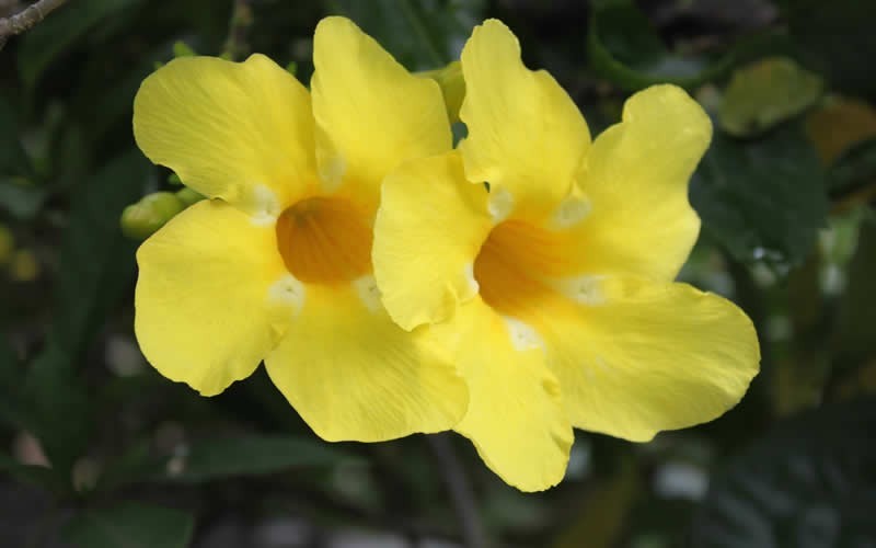 Yellow Allamanda Vine Picture