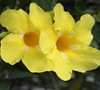 Yellow Allamanda Vine Picture