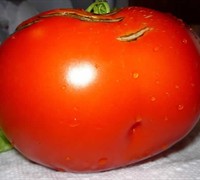 Big Boy Tomato Picture
