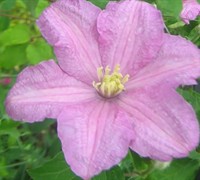 Comtesse De Bouchard Clematis Picture