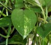 Heart Leaf Philodendron