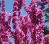 Avondale Chinese Redbud