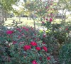 KnockOut roses and CrapeMyrtle