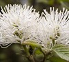 Fothergilla Major 'Blue Shadow'