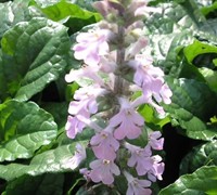 Pink Beauty Ajuga Picture