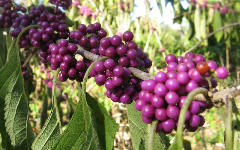 Americana Beautyberry Picture