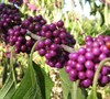 Americana Beautyberry