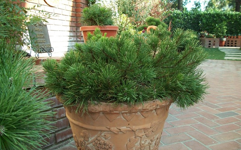 Mugo Pine 