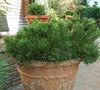 Mugo Pine (Dwarf)