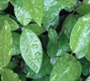 Asian Jasmine
