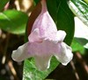 Ed Goucher Abelia