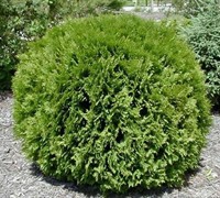 Globe Arborvitae Picture