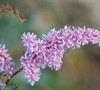 Key West Astilbe