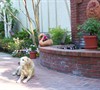 Brittany-My Gardening Buddy