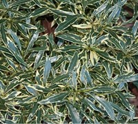 Variegated Creeping Gardenia Picture